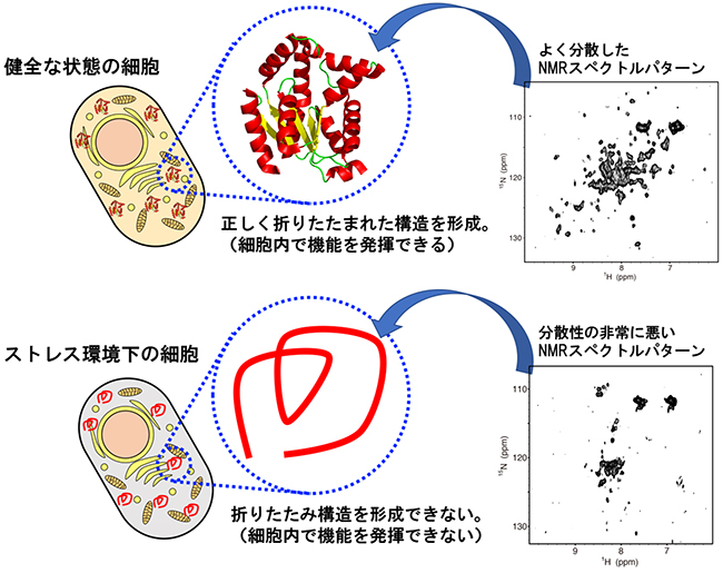 細胞の健全性の違いによるアデニル酸キナーゼ1の構造状態の変化の図