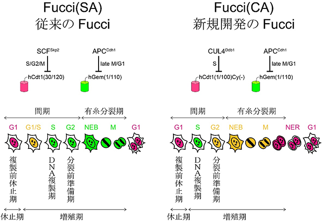 細胞周期を可視化するFucci技術の図