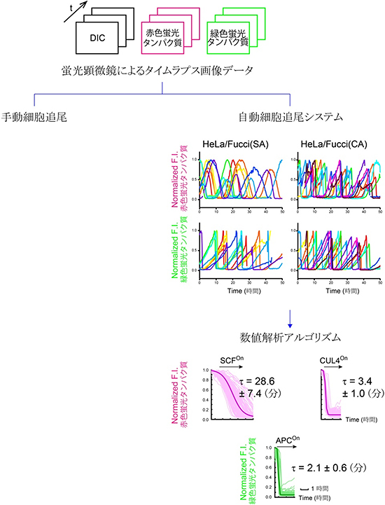 Fucci画像データ処理システムの図