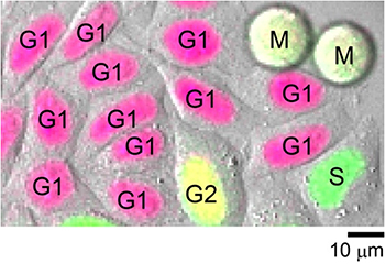Fucci（CA）を安定に発現するHeLa細胞の画像（蛍光＋形態）の図