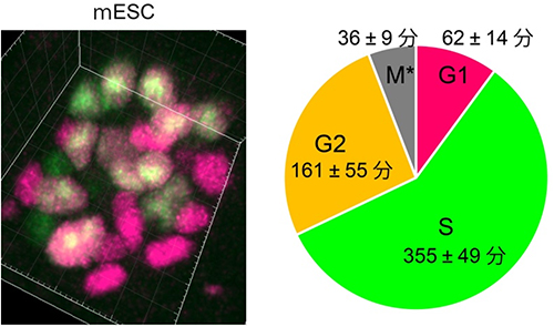 未分化性を維持したマウス胚性幹細胞（ES細胞）の細胞周期の図
