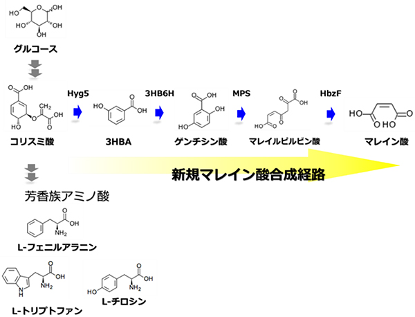 新規マレイン酸合成経路の図