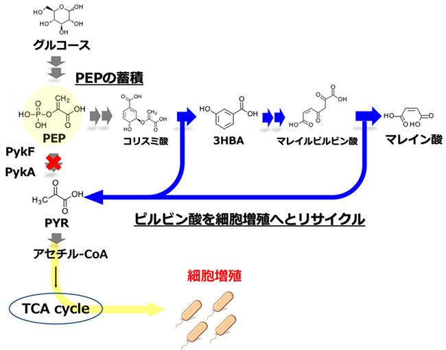 ホスホエノールピルビン酸（PEP）の蓄積とピルビン酸リサイクルの図