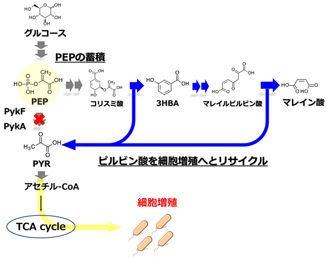 ホスホエノールピルビン酸(PEP)の蓄積とピルビン酸リサイクルの図