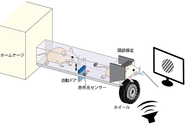 自動訓練装置の模式図の画像