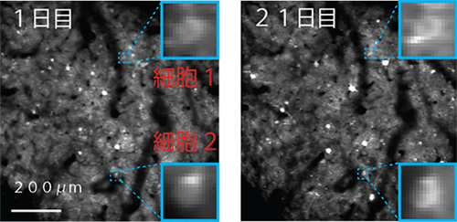 2光子顕微鏡による神経活動の記録の図
