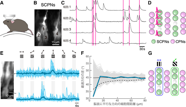 SCPN マイクロカラムの神経活動解析の図