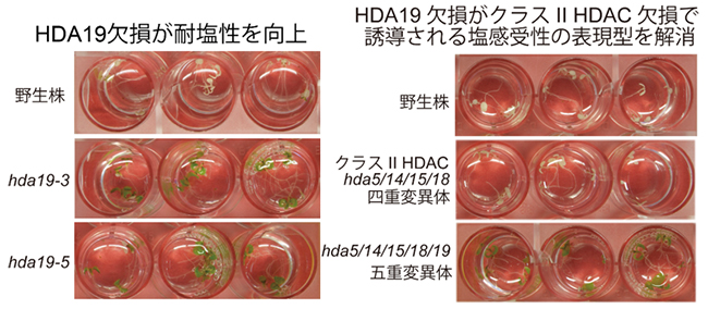 クラスI およびクラスll HDACのシロイヌナズナ変異体の耐塩性実験の図