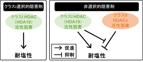 本研究から推察される耐塩性を付与するHDAC阻害剤の作用機序に関するモデル図