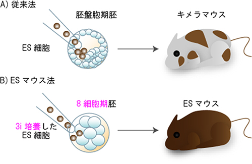 キメラマウス作製法（従来法）とESマウス作製法の図