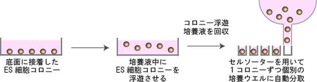 ES細胞コロニー単離の自動化手法の図