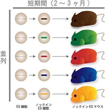 交配を用いない次世代型マウス遺伝学技術の図