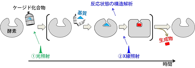 酵素の化学反応を見るための実験スキームの図