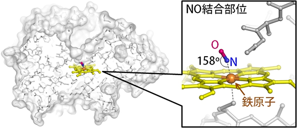 一酸化窒素還元酵素が一酸化窒素ガスを取り込んだ瞬間の構造の図
