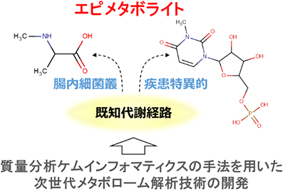 本研究の概略図