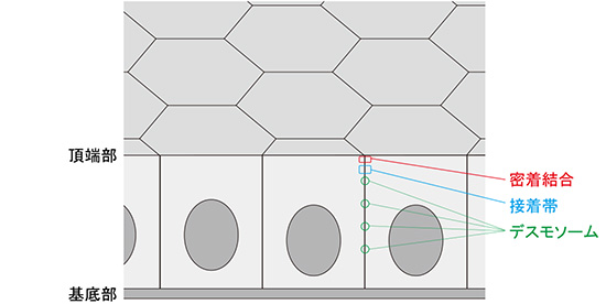 上皮細胞における接着構造の図