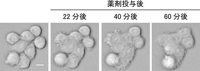 大腸がん由来細胞株の接着が回復していく様子の図