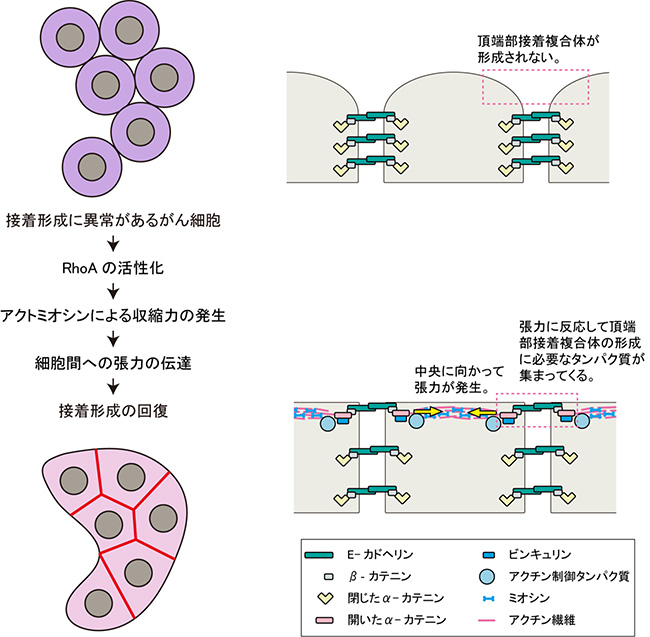 大腸がん細胞株で細胞間接着が回復する機構の図