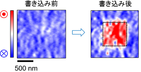 磁気力顕微鏡による磁性トポロジカル絶縁体への磁区の書き込みの図