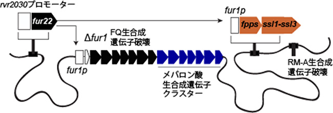 ボツリオコッセン生産プラットフォームの図