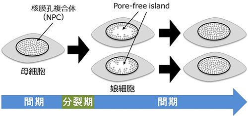 細胞周期の進行に伴い消失するPore-free islandの図