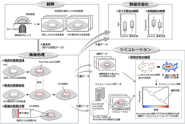 Pore-free islandの定量的画像解析フレームワークの図