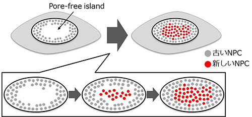 本研究から推察されるPore-free islandの消失機構の図