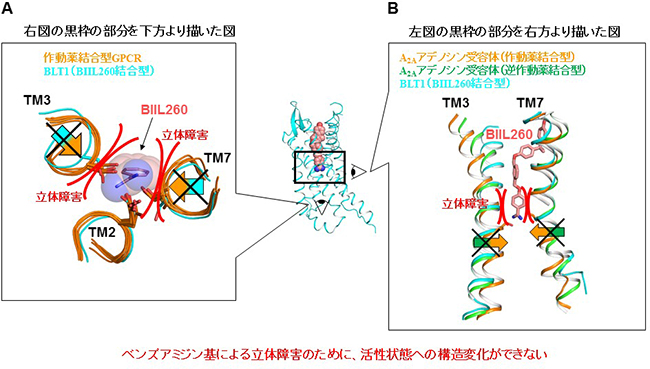 ベンズアミジン基による不活性状態の安定化機構の考察の図