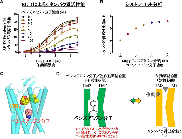 ベンズアミジン分子による作動薬によるBLT1のGタンパク質活性の抑制の図