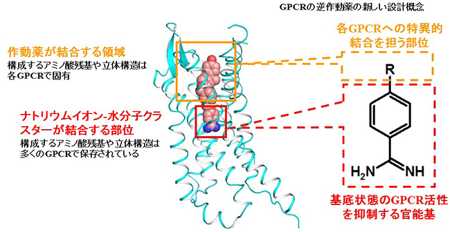 GPCRの逆作動薬の設計、効率的探索にむけての図