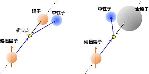 偏極陽子と陽子および金原子核の衝突実験の模式図の画像