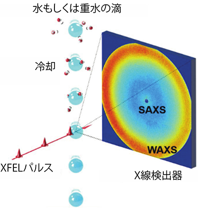 液-液相転移の臨界点を実証