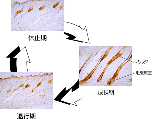 ラットの毛周期におけるNG2細胞数の変化の図