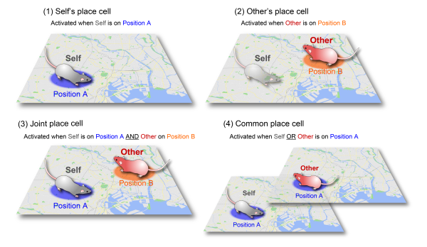 graphic depiction of the four spatial models