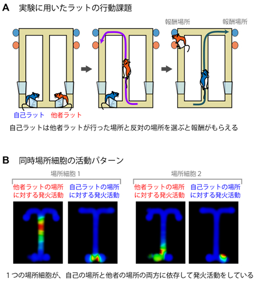 他者認識課題と同時場所細胞の図