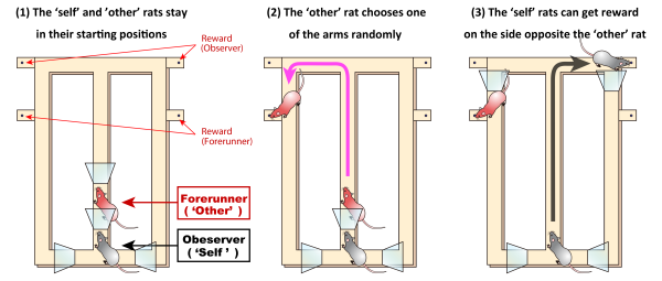 drawing of the maze task