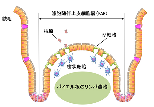 腸管免疫組織を覆う腸管粘膜に分布するM細胞の図