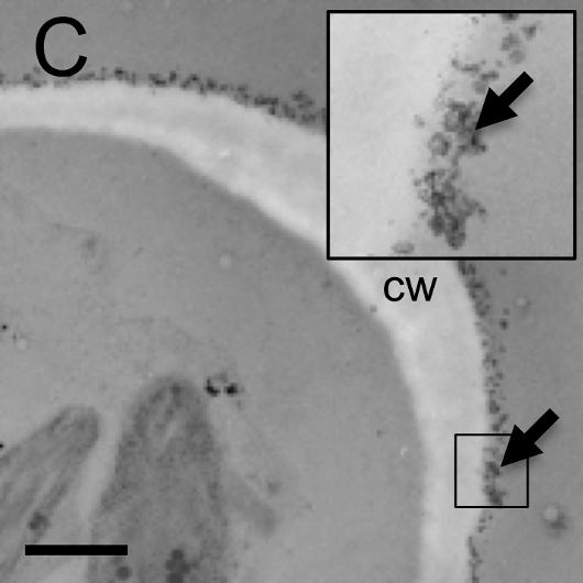 photo showing lead absorption in the cell walls of moss