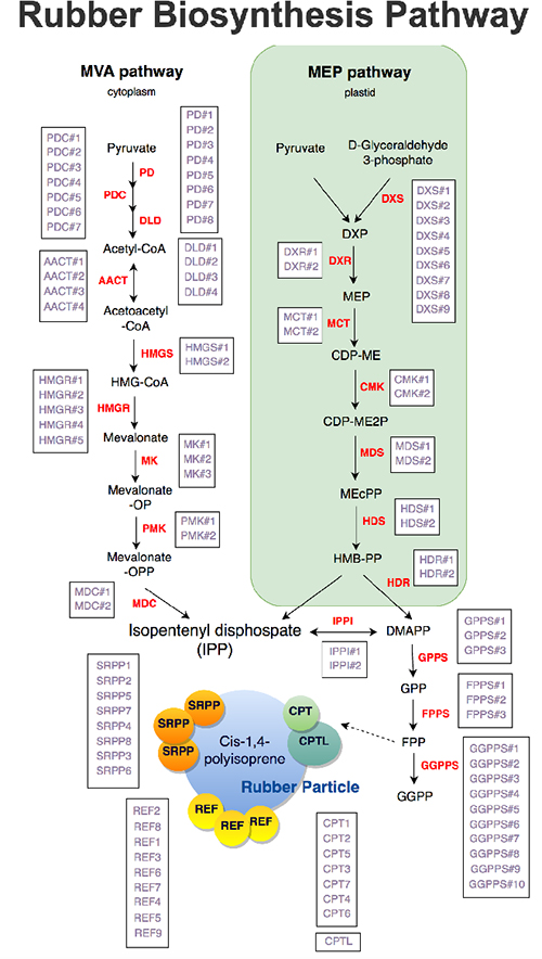 ラテックス合成経路と遺伝子リストの図