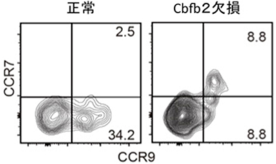 Cbfb2欠損PIR+細胞におけるCCR9発現の画像