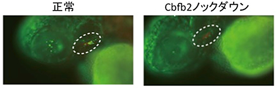 Cbfb2をノックダウンしたゼブラフィッシュの胸腺原基の画像