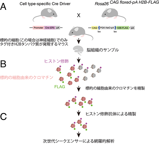 細胞種特異的なChIP-Seq（tChIP-Seq）の概要図