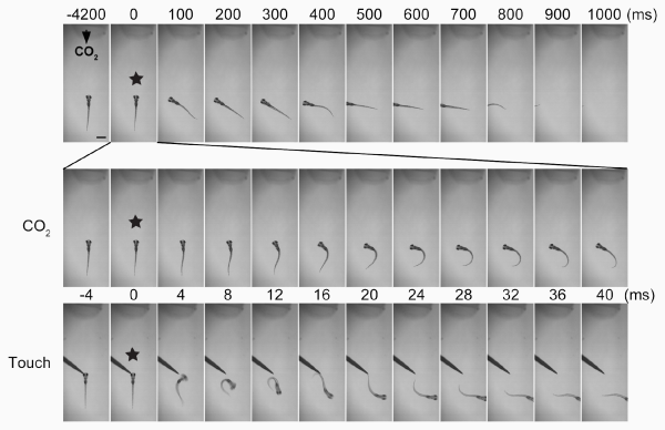 time series photos of zebrafish response to carbon dioxide