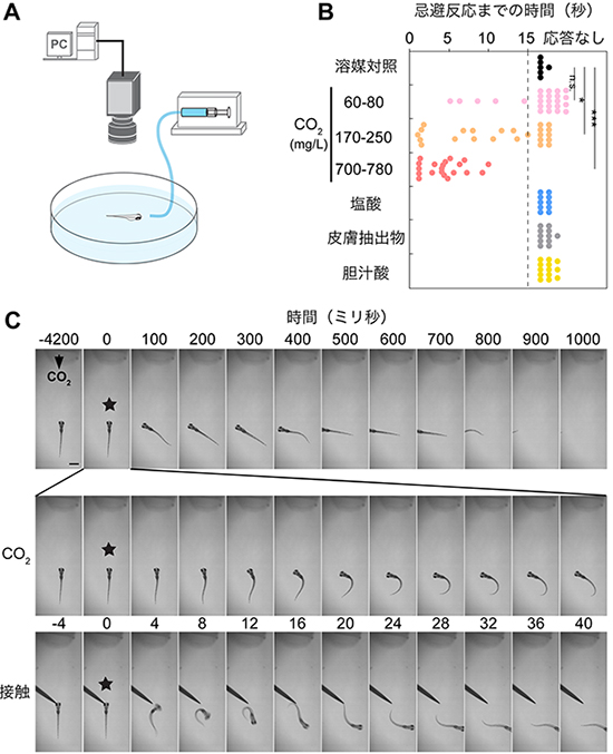 ゼブラフィッシュ稚魚の二酸化炭素（CO2）からの忌避行動の図
