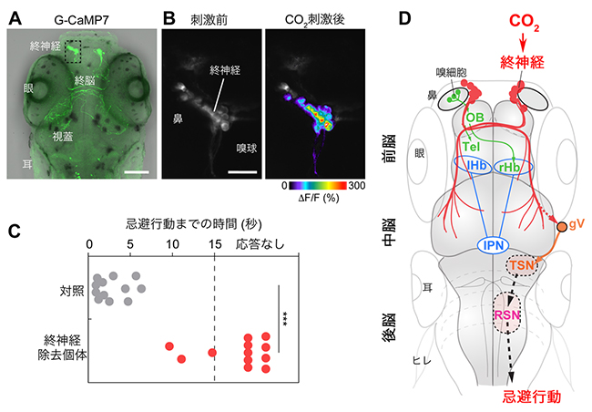 二酸化炭素からの忌避行動には終神経が必要の図