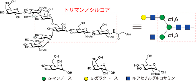 N型糖鎖の構造の図