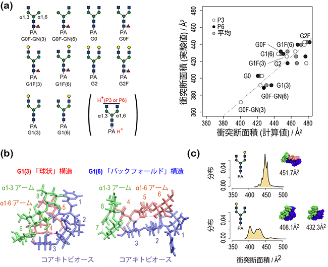 10種のピリジルアミノ化N型分岐型糖鎖の衝突断面積と折り畳み構造の図
