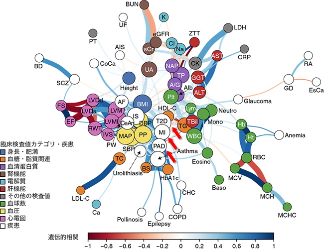 GWAS結果に基づく臨床検査値と病気の遺伝的背景の共有関係の図