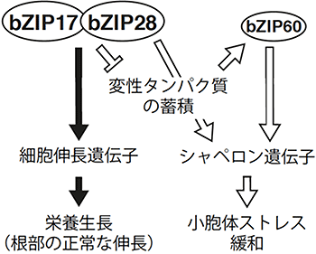 本研究から提案された植物の小胞体ストレス応答機構（UPR）制御モデルの図