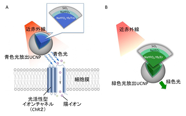 アップコンバージョン-ナノ粒子（UCNP）の図